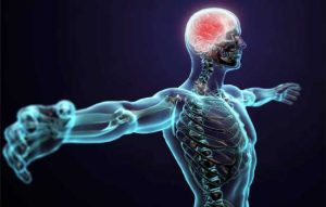 Entenda Mais Sobre o Corpo Humano