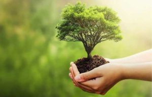 10 Dicas para Cuidar do Meio Ambiente