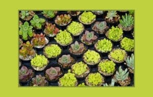 Identifique sus plantas y aprenda todo sobre ellas