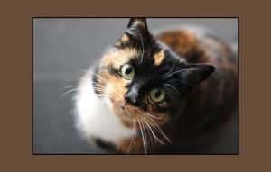 Compruebe la raza de su gato