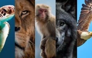 Descubre tu animal interior: ¡la aplicación que revela más sobre ti!