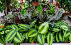 Aplicaciones de Plantas: Cómo la Tecnología Facilita su Cuidado