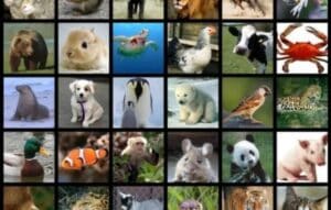 Despierta tu instinto animal con Animal Face: ¡Descubre tu criatura salvaje!