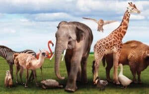 Explora tu lado salvaje con Animal Face