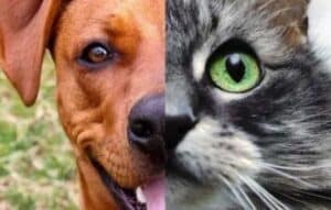 Descubre tu esencia animal con Animal Face