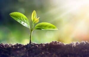 Explora la naturaleza con PlantNet ¡Ahora!