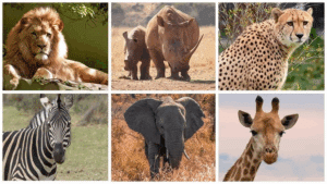 Descubre tu Animal Interior