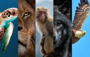 Revela tu Animal Interior