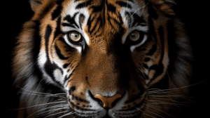 Conoce tu Animal Interior Ahora