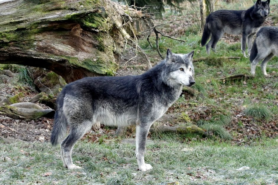 Aplicación para Descubrir Tu Espíritu Animal en Instantes