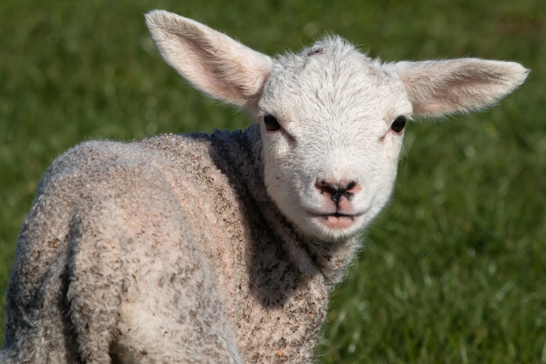 Aplicación para Pesar Animales: Medición Precisa y Rápida