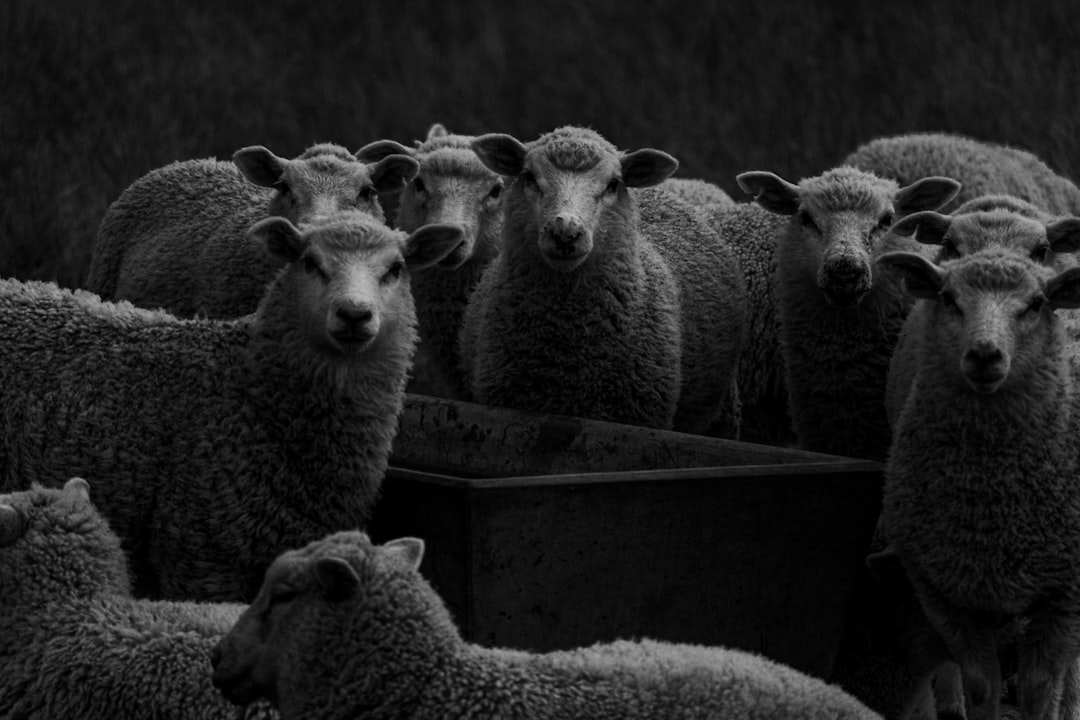 Aplicación móvil para pesar ganado y animales domésticos
